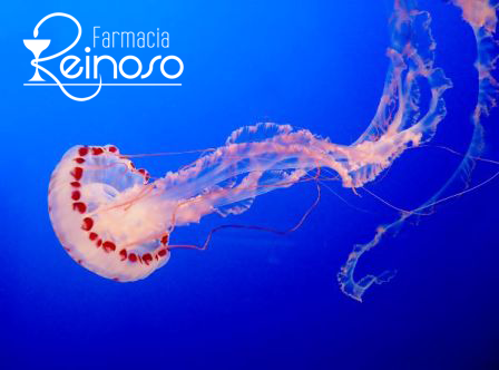 Remedios caseros para las picaduras de medusas